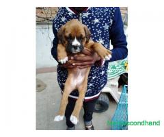 High quality boxer dog on sale at kathmandu