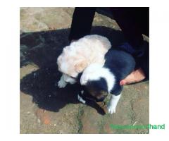 Puppys on sale at kathmandu