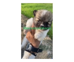 Puppy for sale - Image 1/3