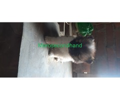 Puppy for sale - Image 3/3