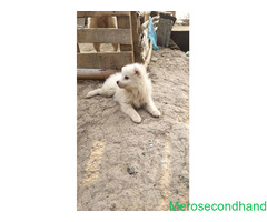 Female Spitz puppy on sale at kathmandu